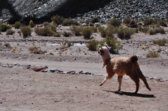 Filhote de lhama meio desengonçada, no viaduto La Polvorilla, na região de San Antonio de Los Cobres - Argentina